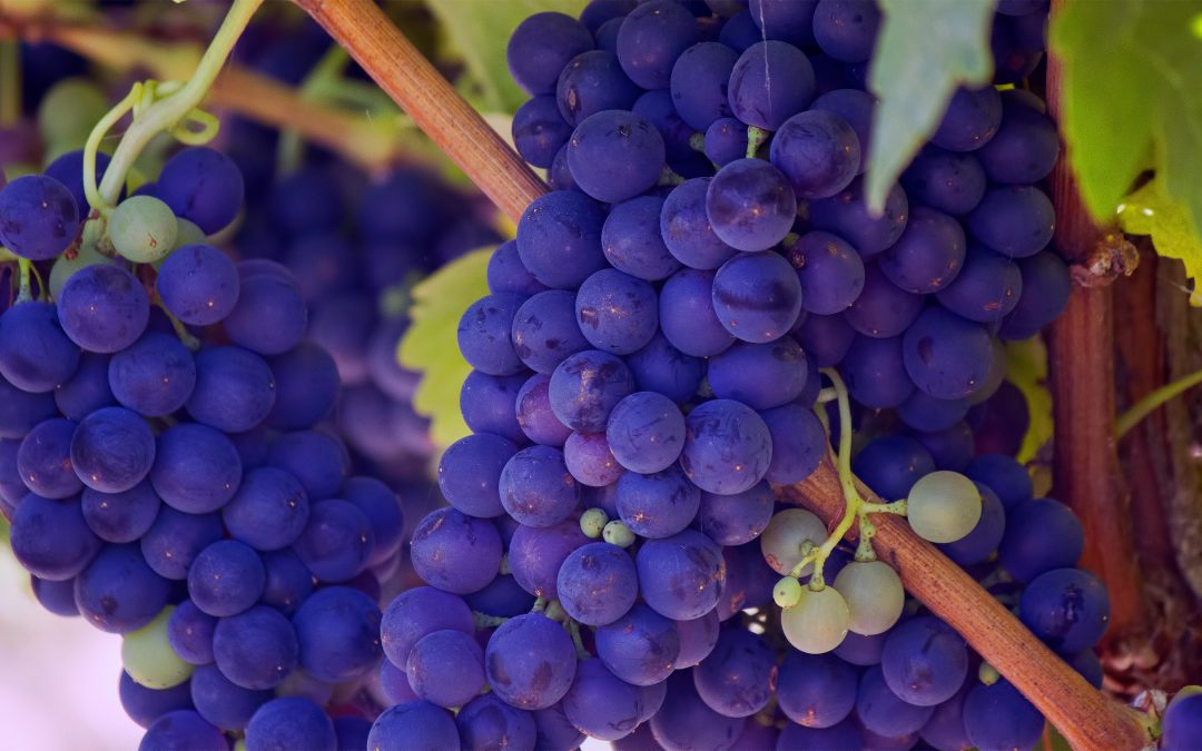 Ripe Grapes